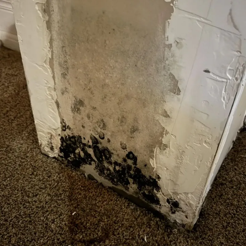 Professional Mold Removal in Stephens County, OK